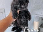 Pepper - Scottish Fold Kitten For Sale - Apple Valley, CA, US