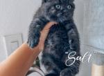 Salt - Scottish Fold Kitten For Sale - Apple Valley, CA, US