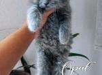 Opal - Scottish Straight Kitten For Sale - Apple Valley, CA, US