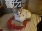 Marshmallow - Domestic Kitten For Adoption - 