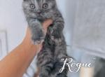 Rogue - Scottish Fold Kitten For Sale - Apple Valley, CA, US