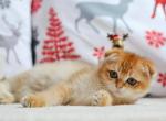 PANCAKE - Scottish Fold Kitten For Sale - 