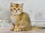 YASMINE - Scottish Straight Kitten For Sale - Las Vegas, NV, US