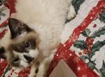 Selkirk Rex Mix with Munchkin - Selkirk Rex Kitten For Sale - 