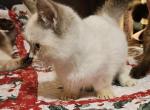 Munchkin Flame point male - Munchkin Kitten For Sale - 