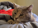 Smokey - Domestic Cat For Adoption - OH, US