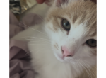 Simba - Domestic Kitten For Sale - 