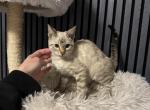 Snow Flake - Bengal Kitten For Sale - Newark, NJ, US