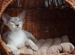 Hayden&Hector Marbleficent Brothers only together - Peterbald Kitten For Sale