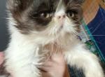 Cfa black bicolor boy kitten - Persian Kitten For Sale - Woodburn, IN, US