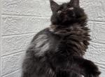 Black Polydactyl girl Light at Night - Maine Coon Kitten For Sale - Jacksonville, FL, US