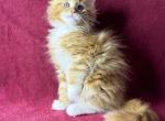 Bright Orange Male - Maine Coon Kitten For Sale - Jacksonville, FL, US