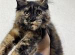 Torti color girl Madonna - Maine Coon Kitten For Sale - Jacksonville, FL, US