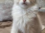 Polydactyl Male - Maine Coon Kitten For Sale - Jacksonville, FL, US