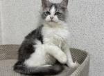 Silver Male - Maine Coon Kitten For Sale - Jacksonville, FL, US