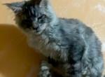 Polydactyl male adoption - Maine Coon Kitten For Sale - Jacksonville, FL, US