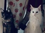 Maine Coon white and smoke Christmas kittens - Maine Coon Kitten For Sale - 