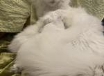 Maine coon Valentine's Day kittens - Maine Coon Kitten For Sale - New York, NY, US