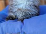 Mahi - Persian Kitten For Sale - 