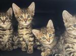 Beautiful Brown Kitten Female - Bengal Kitten For Sale - St. Louis, MO, US