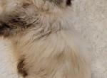 Confetti - Himalayan Cat For Sale - 