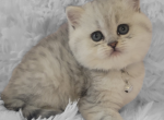 Barbie - British Shorthair Kitten For Sale - Tacoma, WA, US