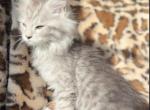 Male Maine Coon kitten - Maine Coon Kitten For Sale - Augusta, ME, US