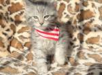 Male Maine Coon kitten Cyan - Maine Coon Kitten For Sale - Augusta, ME, US