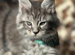 Male Maine Coon kitten Green collar - Maine Coon Kitten For Sale - Augusta, ME, US