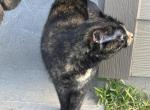 Lux - Domestic Cat For Adoption - Katy, TX, US