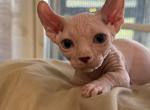 Blue eye dwelf - Bambino Kitten For Sale - Okeechobee, FL, US