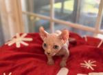 Male dwelf - Bambino Kitten For Sale - Okeechobee, FL, US