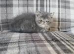 Blue exotic short hair persian kitten - Exotic Kitten For Sale - 