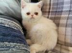 White exotic short hair persian kitten - Exotic Kitten For Sale - 