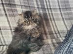 Brown and white tabby male persian kitty's - Persian Kitten For Sale - Fort Loudon, PA, US