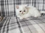 White persian male's and female's available - Persian Kitten For Sale - Fort Loudon, PA, US