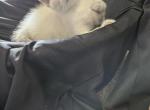 Patrick - Ragdoll Kitten For Sale - 