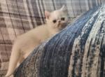 Exotic short haired persian kitty's - Exotic Kitten For Sale - Fort Loudon, PA, US