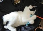 Dot - Ragdoll Kitten For Sale - 