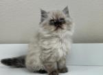 Michael - Persian Kitten For Sale - 