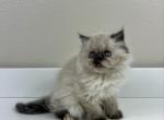 Tinkerbell - Persian Kitten For Sale - 