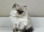 Peter - Persian Kitten For Sale - 