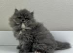 Wendy - Persian Kitten For Sale - 