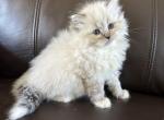 Hana 1 - Siberian Kitten For Sale - Bonita Springs, FL, US