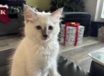 Lille - Ragdoll Kitten For Sale - Port Charlotte, FL, US