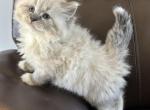 Hiro - Siberian Kitten For Sale - 