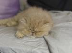 TinkySaurus - Persian Kitten For Sale - Adrian, MI, US