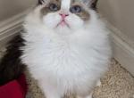 TICA Female Bicolor Ragdoll Kitten - Ragdoll Kitten For Sale - 