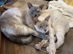 Betsy and Cici - Tonkinese Kitten For Sale - 