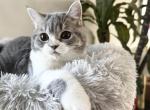 Austin British Shorthair boy - British Shorthair Kitten For Sale - NY, US